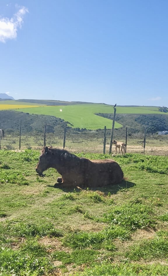 0 Bedroom Property for Sale in Swellendam Rural Western Cape